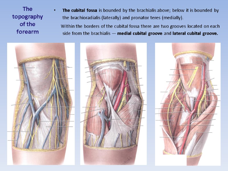 The topography of the forearm  The cubital fossa is bounded by the brachialis